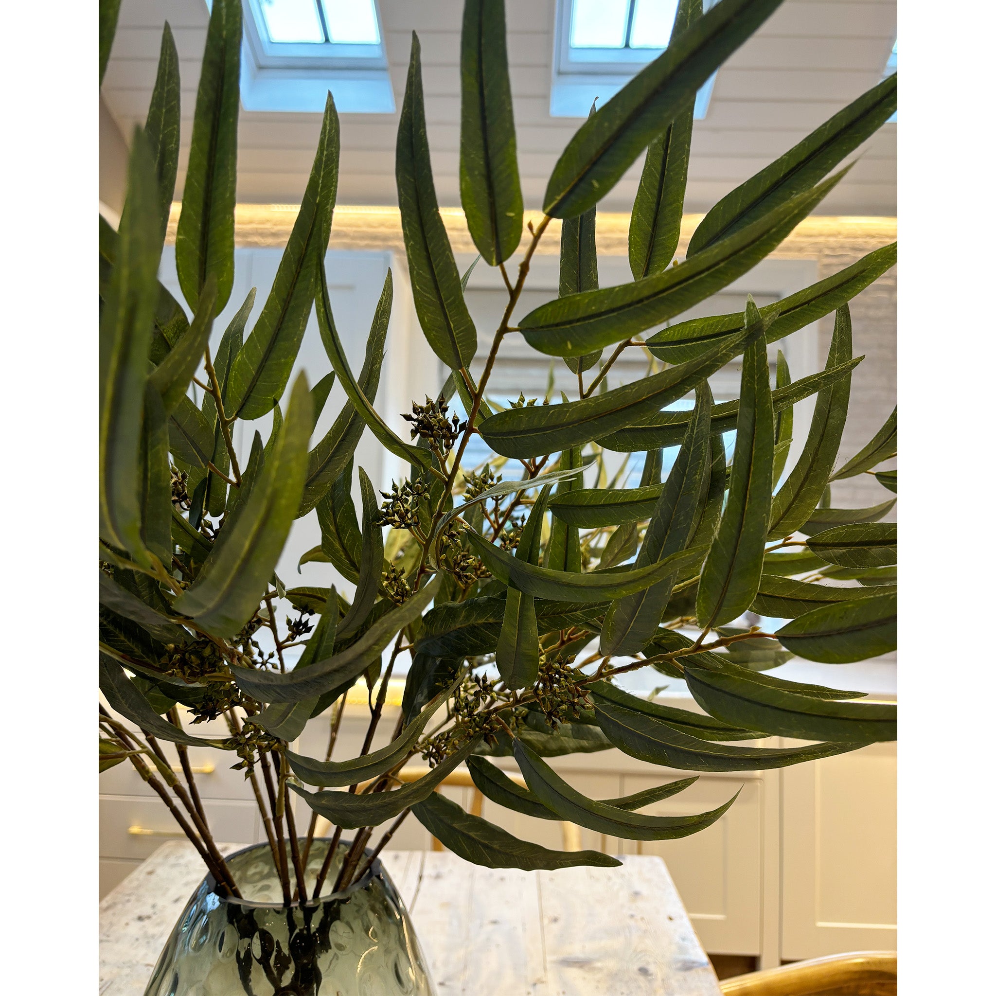 Eucalyptus Nicholii - Pack of 12